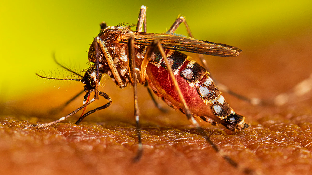 4 acciones sustanciales contra el dengue